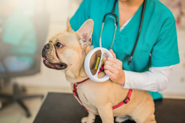 Microchip em pets é tendência que auxilia animais perdidos e consultas sobre histórico médico