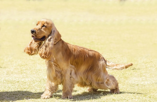 Raças de cachorro: Cocker Spaniel Inglês, Artigos