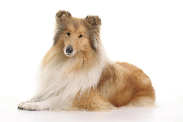 Curiosidades sobre o Collie Pelo Longo