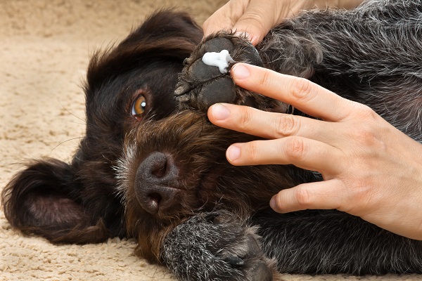 Hidratante De Cachorro Saiba Tudo Sobre Ele Petlove