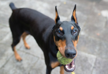 O temperamento do Doberman