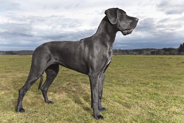 Maior cachorro do mundo: saiba mais sobre os recordistas - Petlove