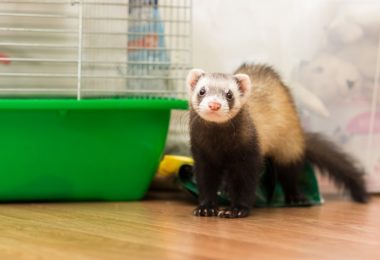 Seis opções pets não convencionais