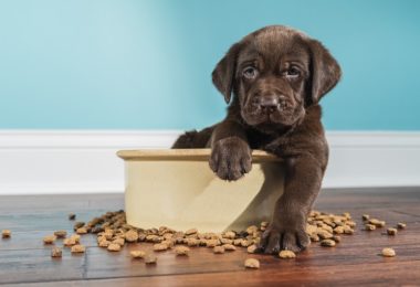Ração para cachorro filhote: 12 opções pro seu pet