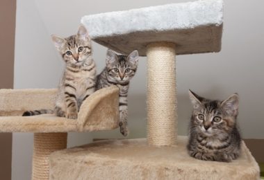 Cinco tipos de arranhador para gatos