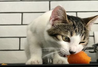 Receita de petisco de cenoura para gatos