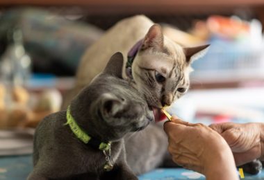 Receita de petisco de frango com catnip para gatos