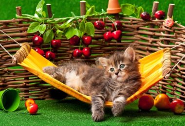Receita de petisco de fruta para gatos