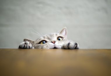 Imaginação: aprenda a inventar brincadeiras para o seu bichano