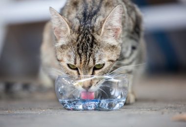 Produtos para refrescar seu gato no calor