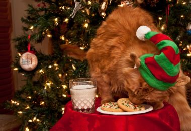 Receita de Natal para seu gato