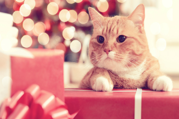 Sugestões de presentes de Natal pro seu gato