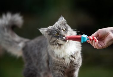 Receita de picolé de frango para gatos