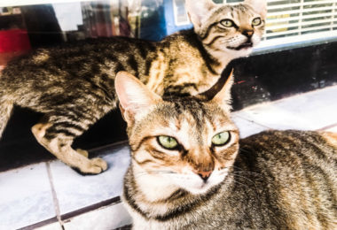 Mulher leva gato errado pra casa e acaba ficando com pets idênticos