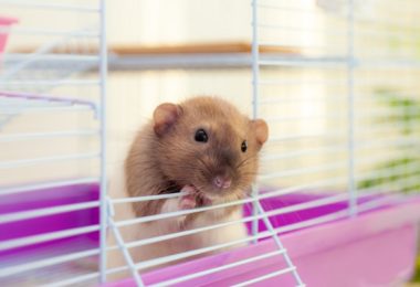 Gaiola para hamster: veja modelos aqui!