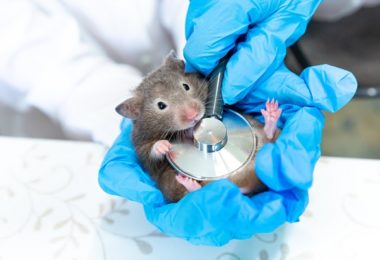 11 sinais de que seu hamster pode estar doente