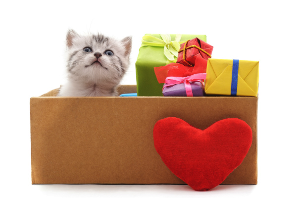 Os produtos preferidos dos gatos em 2019