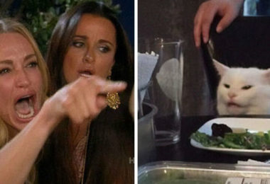 Conheça Studge, o gato que virou meme nas redes sociais
