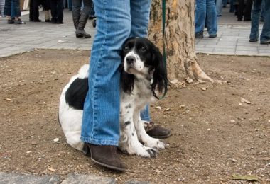 Três motivos para NÃO levar seu pet às folias de Carnaval