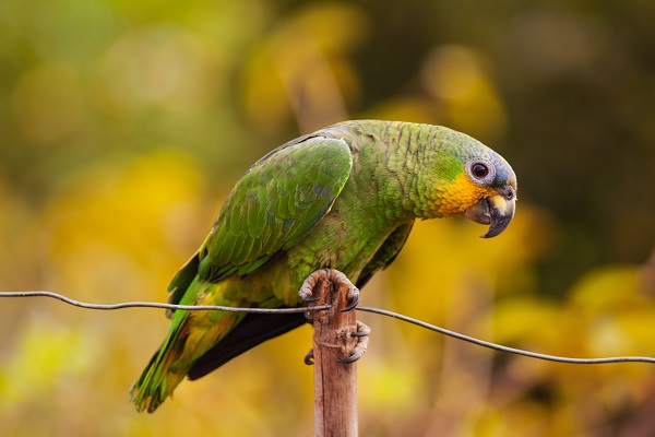 Você sabe se papagaio pode comer carambola? Descubra!