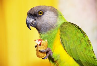 Aves podem comer amendoim?