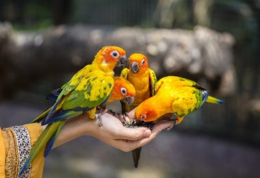 Três mitos sobre a alimentação de aves