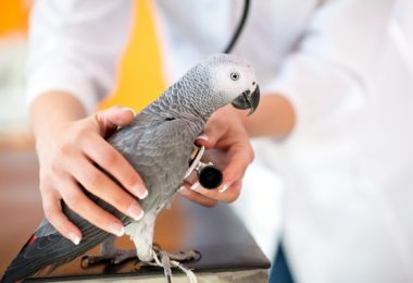 Mudanças na cor das penas pode indicar problema de saúde em aves