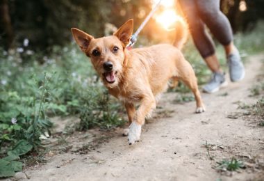 Cinco produtos para proteger o seu pet no verão