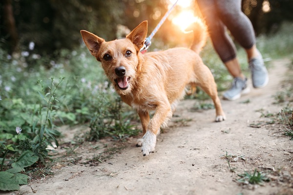 Cinco produtos para proteger o seu pet no verão