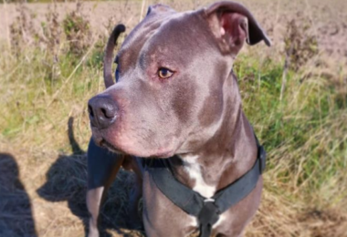 Pitbull salva vida de vizinha idosa que tinha medo dele