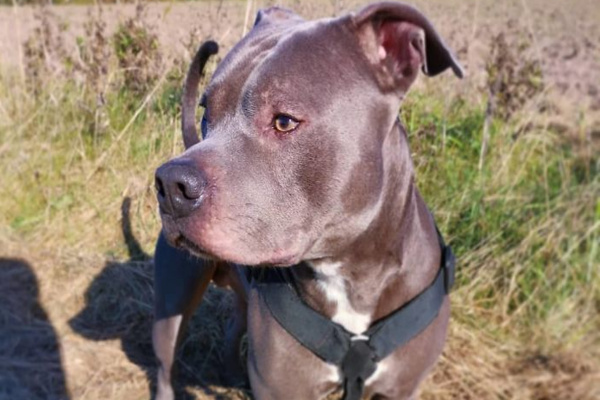 Pitbull salva vida de vizinha idosa que tinha medo dele