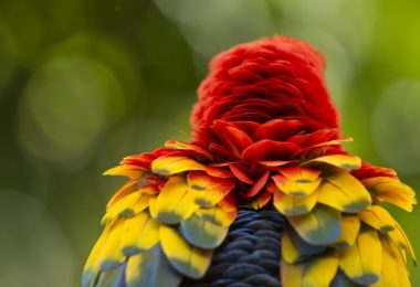 Como surgem as cores das penas das aves?