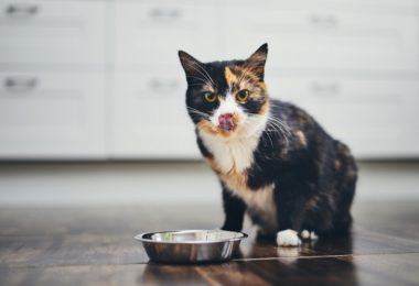 Receita de petisco de fígado de frango para gatos