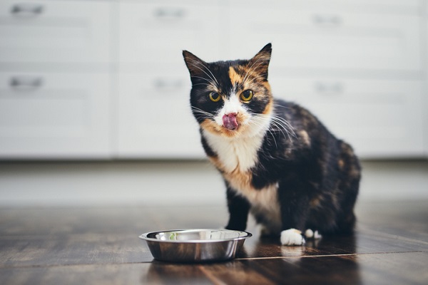 Como Preparar, Guardar e Servir Fígado de Frango para Cães