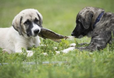 Receita de petisco de peixe para cachorro