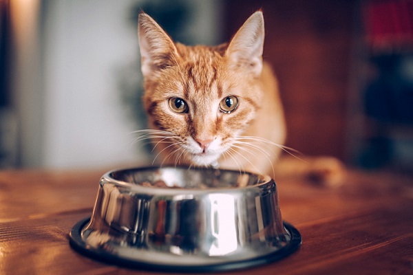 petisco bacon supremo, gato