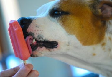 Receita de petisco gelado com iogurte e morango para seu cachorro