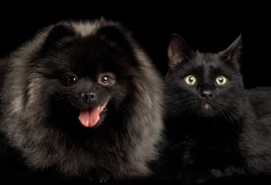 Sexta-feira 13 é mais um motivo para manter os pets seguros, dentro de casa