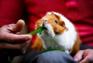 Alimentação do porquinho da índia