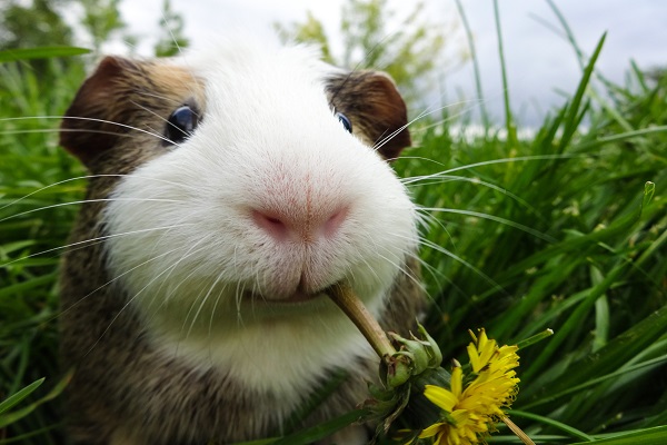 Nomes Para Porquinho Da Ndia Pensados Para Voc S Petlove