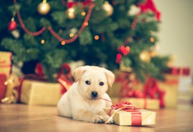 Presentes de Natal para filhotes de cachorro