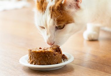 Receita de purê de frango e sardinha com vegetais para gatos