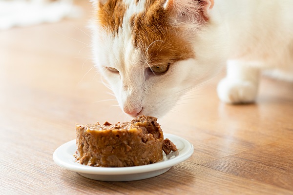 receita-gato-pure-petlove