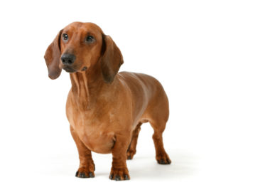 Temperamento do Dachshund
