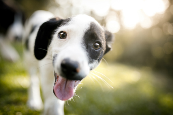 Pesquisa brasileira esclarece dúvidas sobre o temperamento, depressão e ansiedade em cachorros