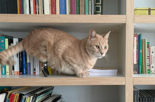 Gato “biônico”  ganha popularidade nas redes sociais
