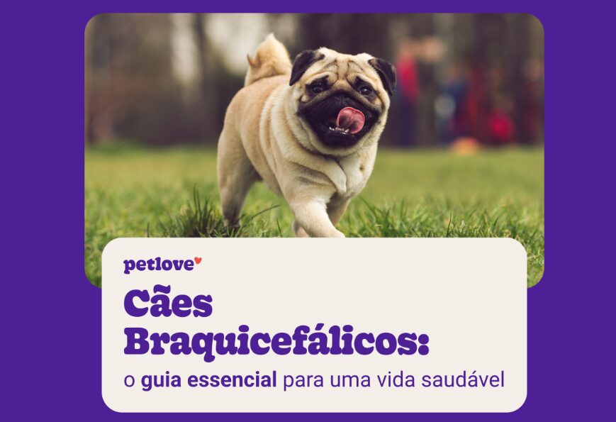 Cachorro braquicefálico.
