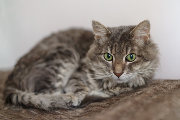 Gato com bola de pelo.