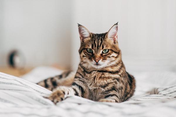 Gato deitado na cama.