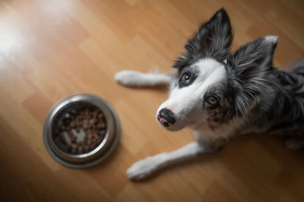 Cachorro ao lado de pote de ração.